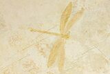 Detailed Fossil Dragonfly - Solnhofen Limestone #317481-2
